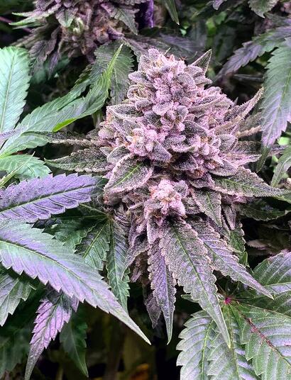 Gorilla Zkittlez