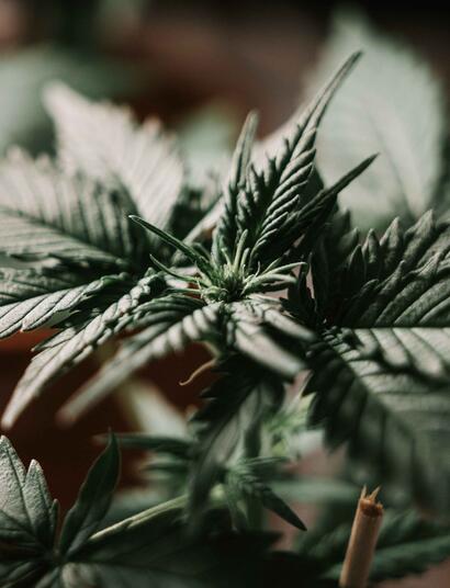 Une émission traitant du cannabis en Europe