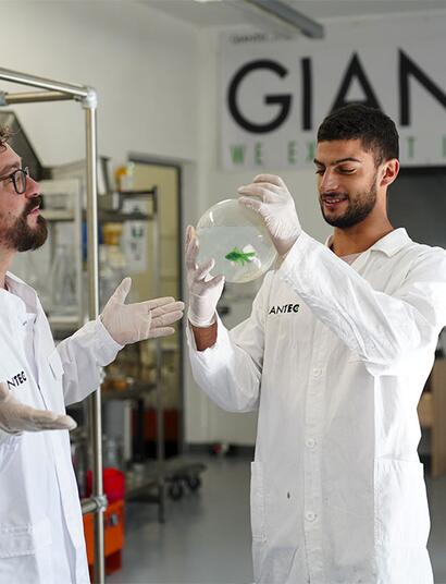 Nerolidolo: il terpene che trasforma i pesci rossi in verdi