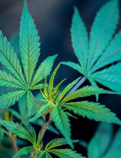 cannabis leaf close up
