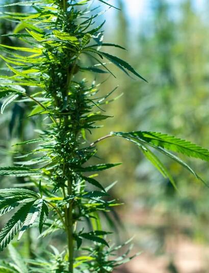 Learn exactly how to grow the powerful Sativa-dominant Green Crack cannabis strain. Get expert tips on light, nutrients, yield, managing mold, and more. 