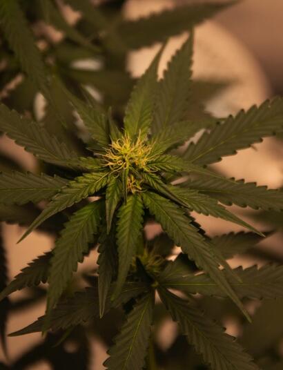cannabis plants.