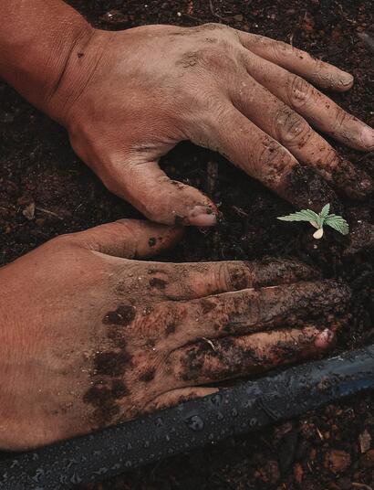 ¿Germinan-las-semillas-viejas?