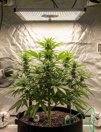 Discover the 10 key benefits of using grow tents for indoor cannabis cultivation. Affordable, discreet, and perfect for renters!