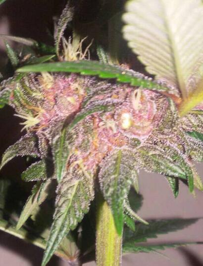 How To Make Your Own Cannabis Seeds At Home