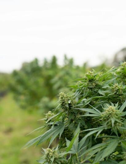 growing cannabis plants outdoors FAQ