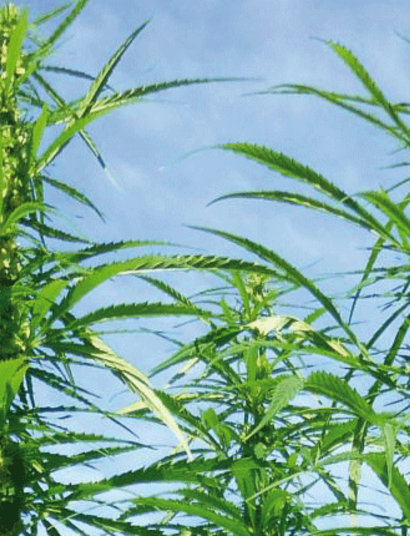 Provincie Groningen gaat industriële hennep ondersteunen