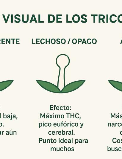 Infografía sobre la cosecha de cannabis 2025 que resume pasos clave: revisión de tricomas