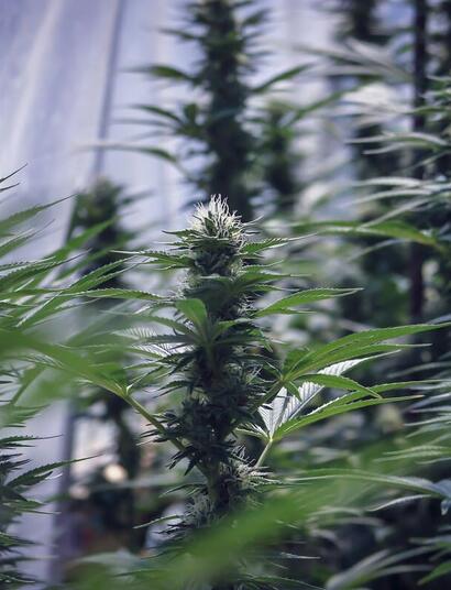 Hawaii governor signs executive order to protect cannabis caregivers