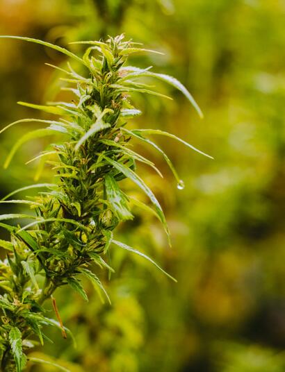 Haze - příběh legendární sativy