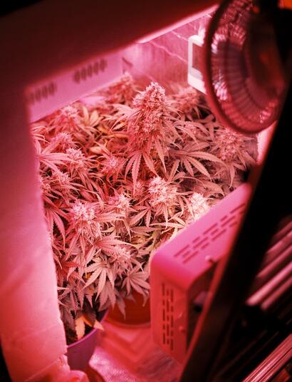 indoor grow