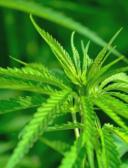 La recta final en la regulación de la marihuana en México
