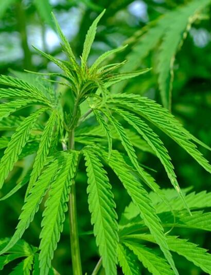 Contrôler l'étirement des plants de cannabis