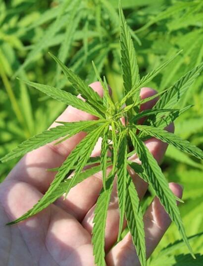  Le Canna Indica, une alter bota pour notre canna