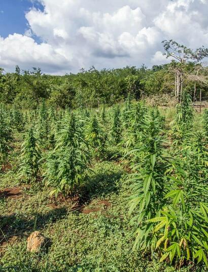 cannabis plantation.