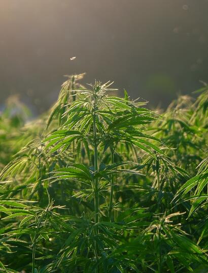 hemp plantation, industry and business in Africa. 