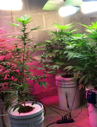 NFT para marihuana.