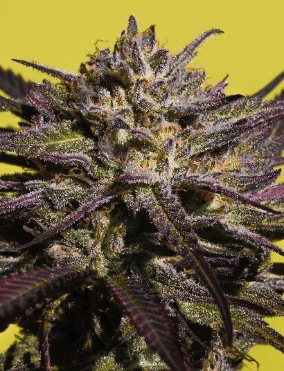 Historia de las variedades púrpuras.