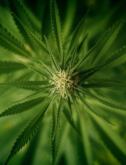 prominent green cannabis flower with pistils and ready to grow a bud. 