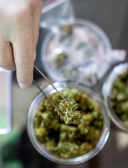 Hoe word je een professionele (medicinale) cannabis kweker?