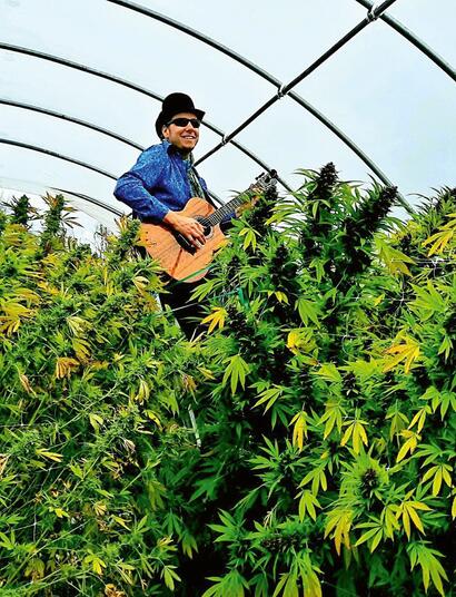 Hoe klinkt een cannabisplant?