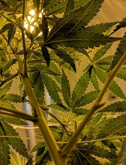 Homegrowing a Cannabis Plant: Killing Time During Lockdown