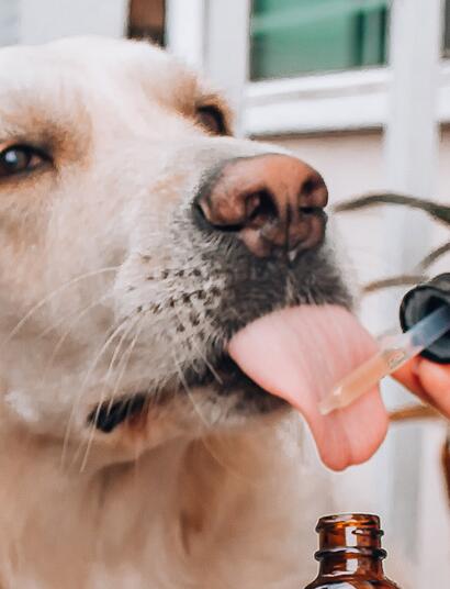 CBD per animali