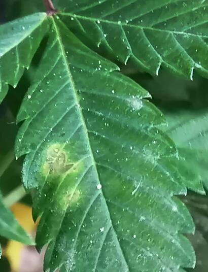 Variedades de hongos en la marihuana