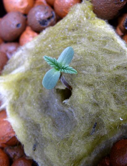 Auxina: hormona en polvo, gel o líquida es ideal para un buen enraizado del esqueje.