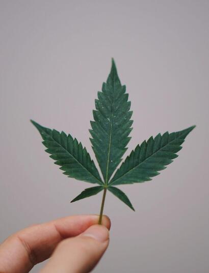 Fito hormonas de crecimiento de la marihuana