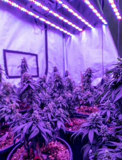 Check out these seven practical tips to optimize cannabis grow room lighting, manage canopy distance, maintain fixtures, and maximize plant harvest yields. 