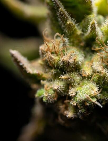 It was now carefully observed in a study how dried cannabis flower showed a much higher content of decarboxylated cannabinoids compared to fresh colas. 