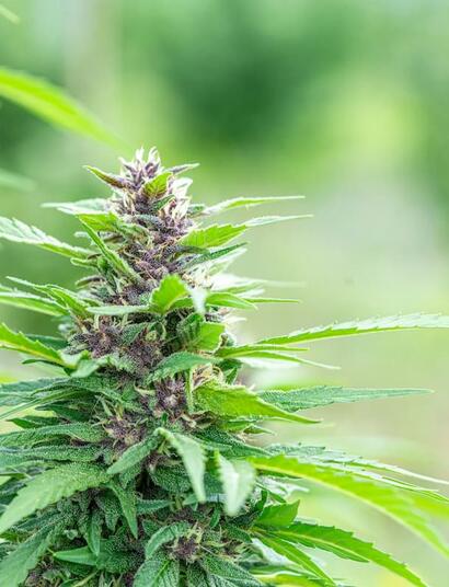 an image of green marijuana flower buds with purple hue growing in an outdoor garden. 