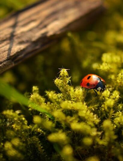 beneficial insects in growing cannabis