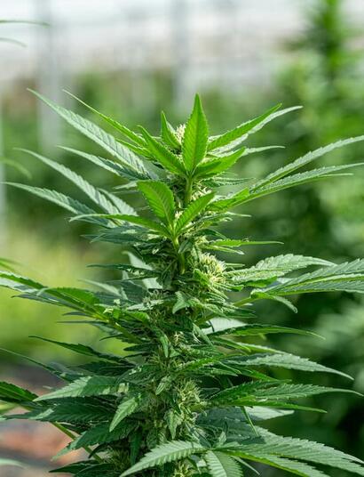 Learn how spring soil amendments like living soil, chitin, beneficial microbes and minerals can trigger systemic pest resistance response in cannabis plants. 