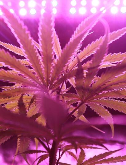 How to Clone a Cannabis Plant? It’s Easier Than You Think.