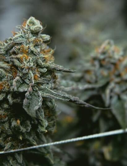 Master the art of cannabis cloning. Learn how to take clean cuttings from a mother plant, use rooting hormones, and care for clones for genetic consistency.