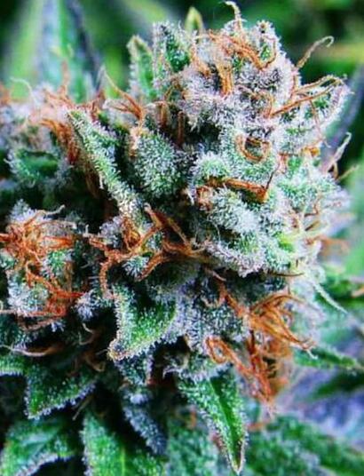 Find out key information about Blue Dream cannabis strain. How to grow this marijuana variety indoors, which nutrients and light setup to use, and more. 
