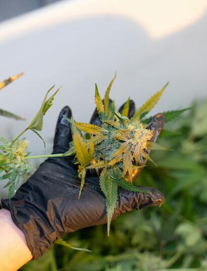 Learn more about Orange Haze cannabis, its parent strains, effects, and growing challenges. Get tips how to set up room climate and how to feed plants. 