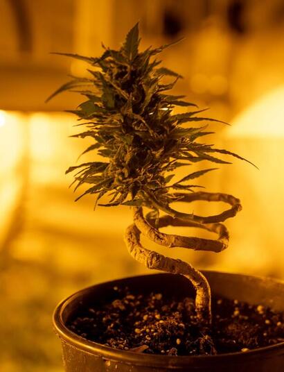how to grow mother bonsai cannabis plant.