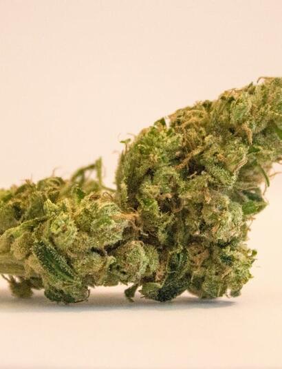 Here’s everything you need to know about the legendary OG Kush cannabis strain - genetics, effect and medical uses, taste and terpenes, grow tips and more.