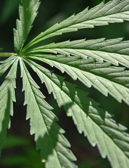 Learn more about Amnesia Haze cannabis, what is hiding in the strain’s genes, and what to do in the grow room to cultivate strong plants and boost yields. 