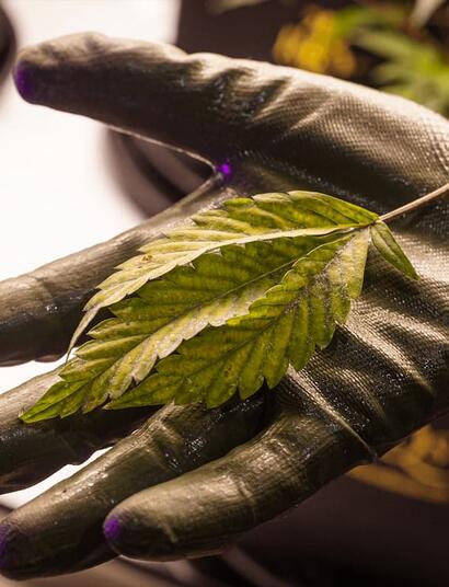 Get the ultimate growing tips for the Sugar Bomb Punch cannabis strain and learn how to cultivate this heavy-loader from Dutch Passion in your grow tent. 