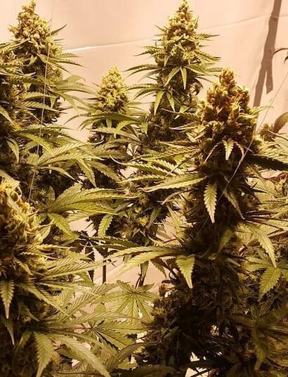 Ice Cream Cake cannabis is a strong indica hybrid strain that takes some skills to cultivate at home. Read what techniques to use if you grow it yourself. 