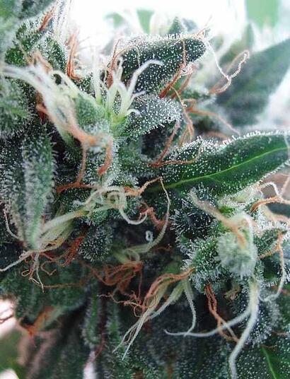 Get expert tips for growing the iconic White Widow strain — from lighting, nutrients and training to harvest and pest control — for healthy, high‑yield results.