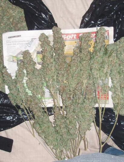 How to Harvest and Dry Outdoor Cannabis Plants