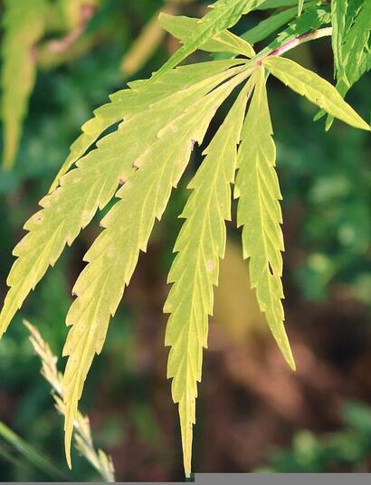 how to heal dying cannabis plant. 