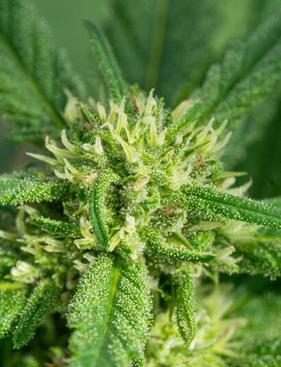 Grow tips for home cultivators of Super Lemon Haze (SLH) cannabis strain. Learn why this lemon-flavored plant is special, and how to grow outdoors and indoors. 