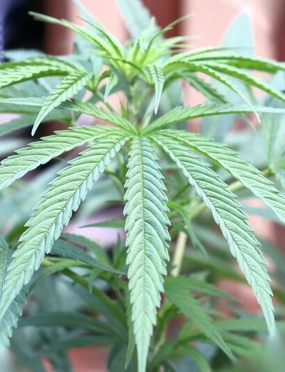 how to manage and control overstretching in cannabis