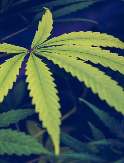 Do’s and Don’ts: masking the odor from your cannabis garden